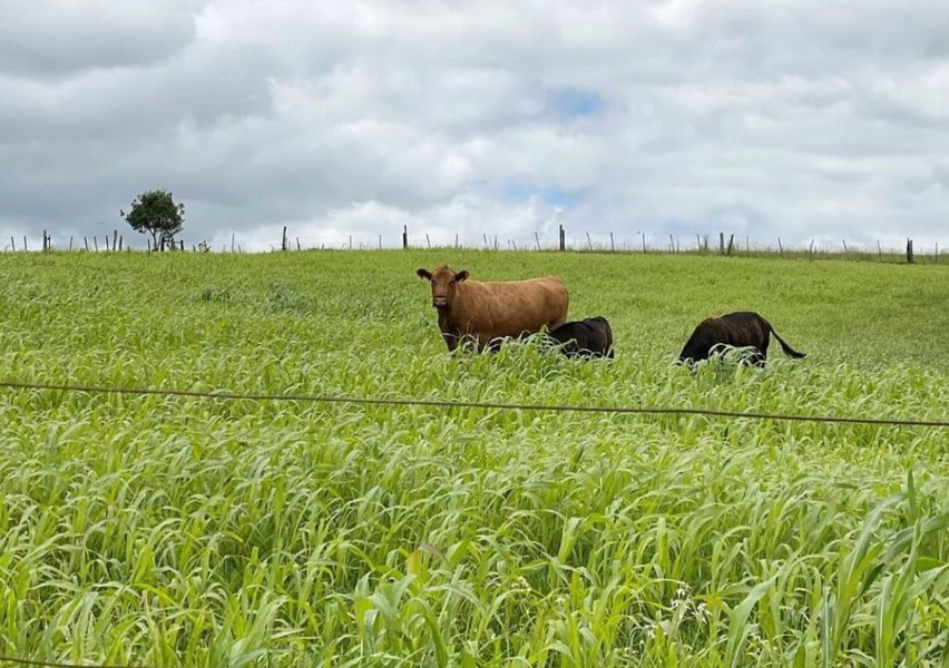 Foto da capa de Taurino's Organic | Grass Fed | Açougue Mercado Municipal Curitiba | Casa de Carnes | Porco Moura